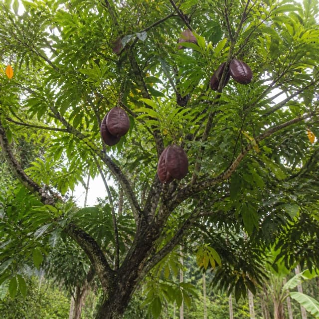 Pohon jengkol dengan tajuk lebar