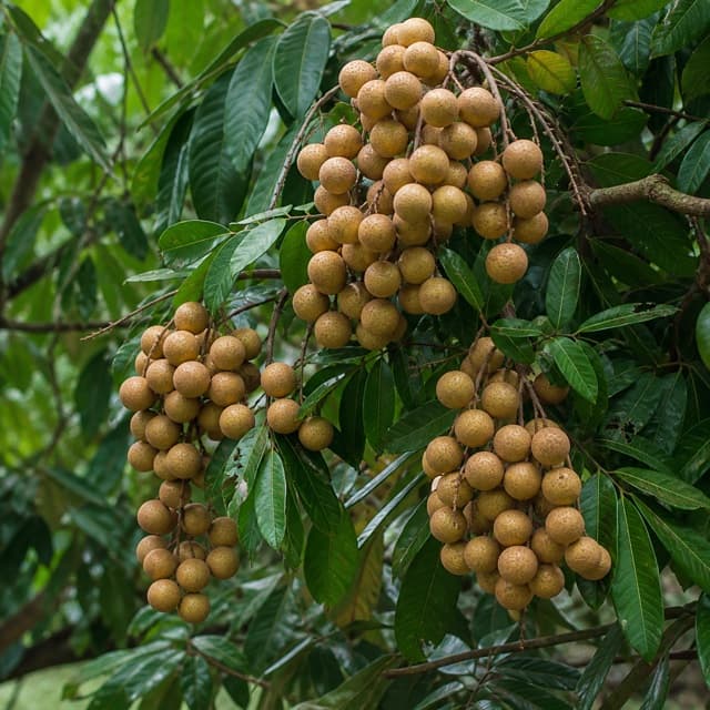 Buah menjelang panen di pohon