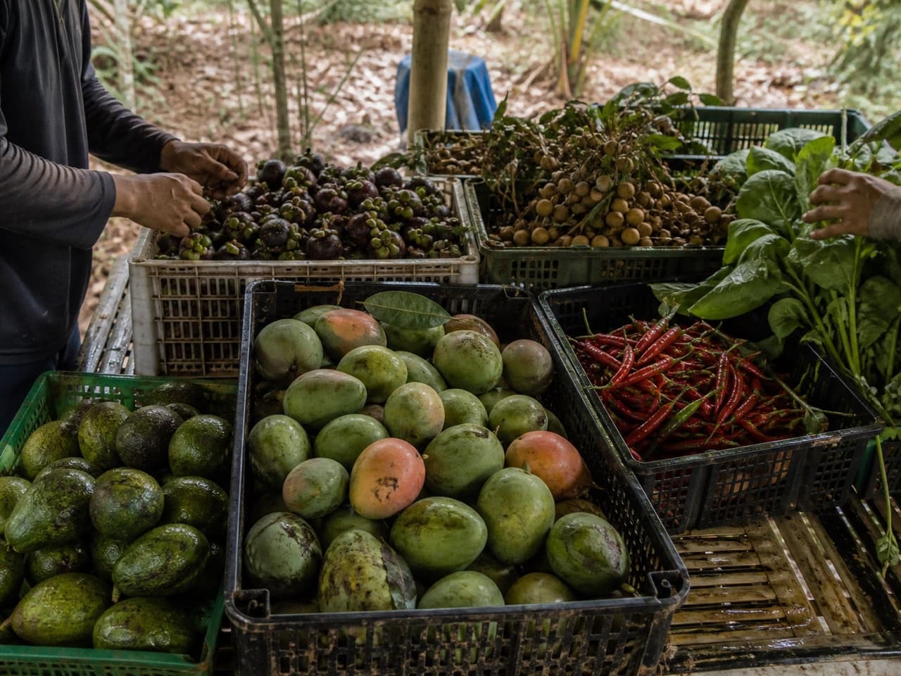 Hasil panen kebun yang siap dikirim