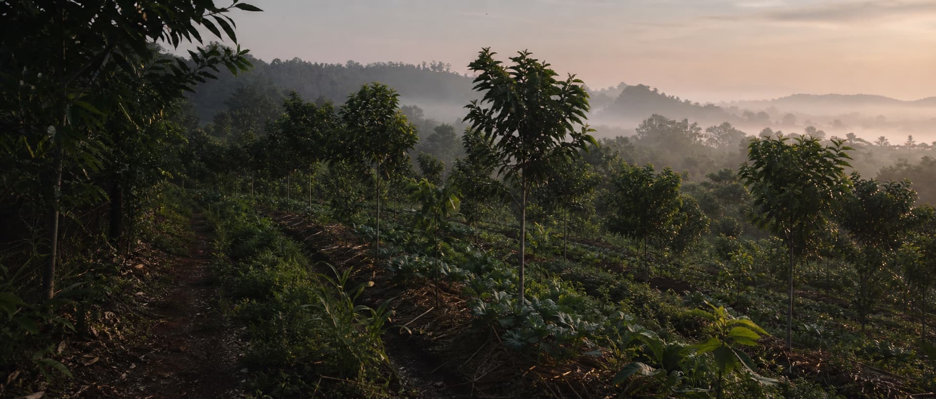Ilustrasi suasana pagi di kebun agroforestri — barisan pohon buah di lahan berbukit, kabut tipis di kejauhan, dan tanaman sela di antara larik tanam