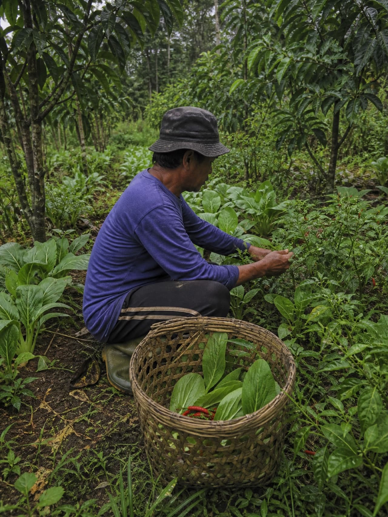 Petani memanen hasil tumpang sari
