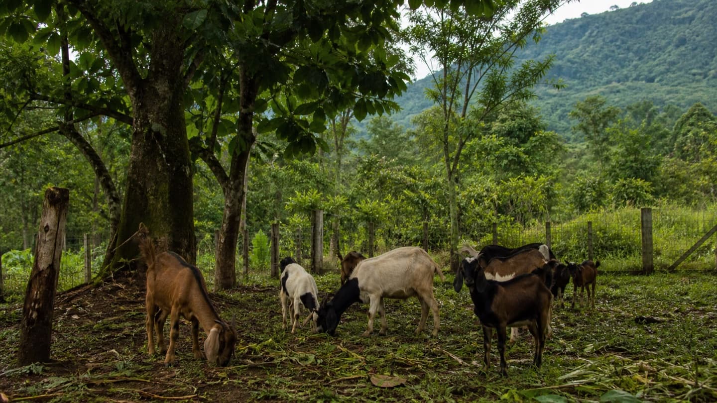 Kambing merumput di padang berpagar di dekat pohon peneduh