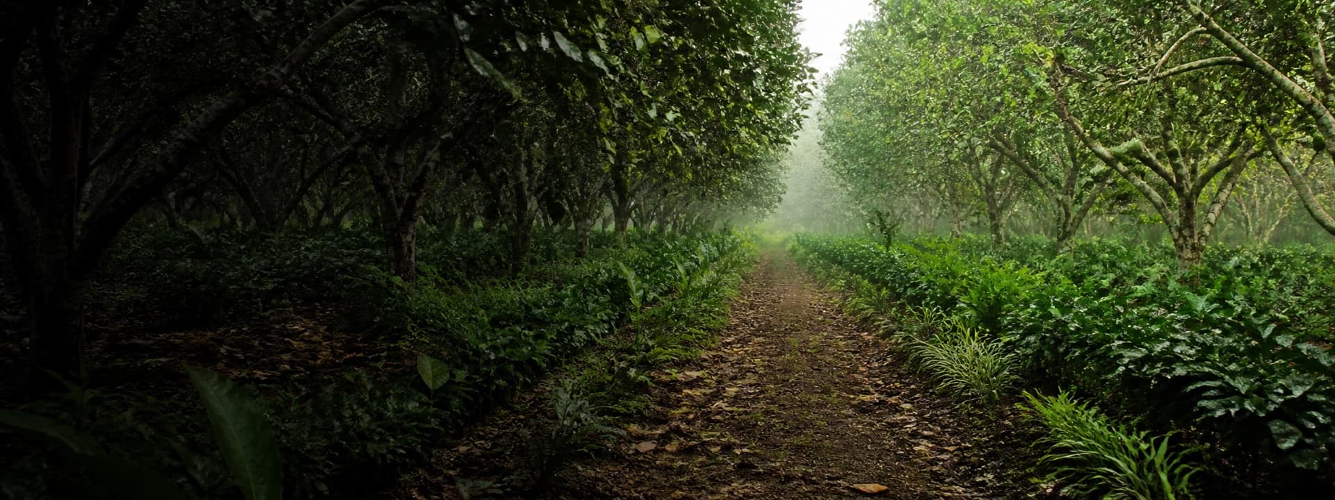 Berjalan di jalan setapak di antara dua barisan pohon buah, dengan tanaman sela di kiri dan kanan