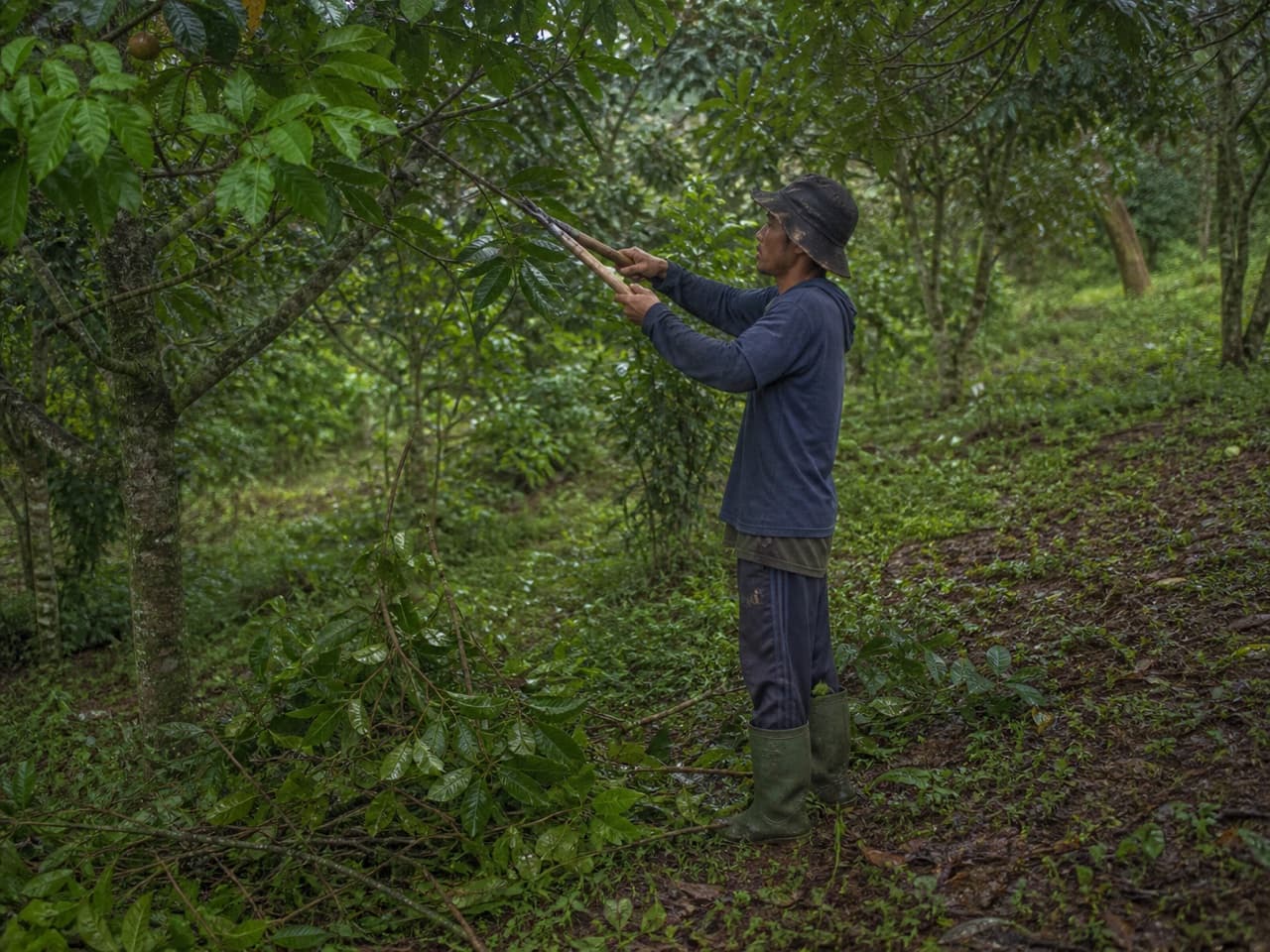 Pemangkasan tajuk pohon buah